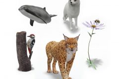 Google's new 3D animals