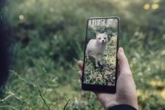Google's new 3D animals